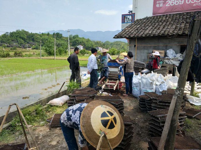 麻阳米米生态农业科技有限公司,富硒大米价格,糙米批发,麻阳大米加工,发芽糙米,芽米茶,营养粉
