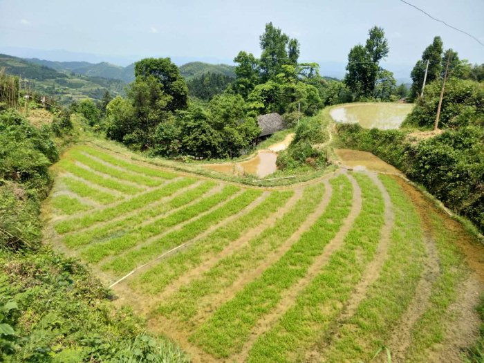 麻阳米米生态农业科技有限公司,富硒大米价格,糙米批发,麻阳大米加工,发芽糙米,芽米茶,营养粉