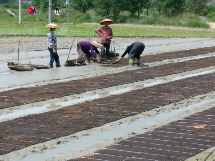 麻阳米米生态农业科技有限公司,富硒大米价格,糙米批发,麻阳大米加工,发芽糙米,芽米茶,营养粉